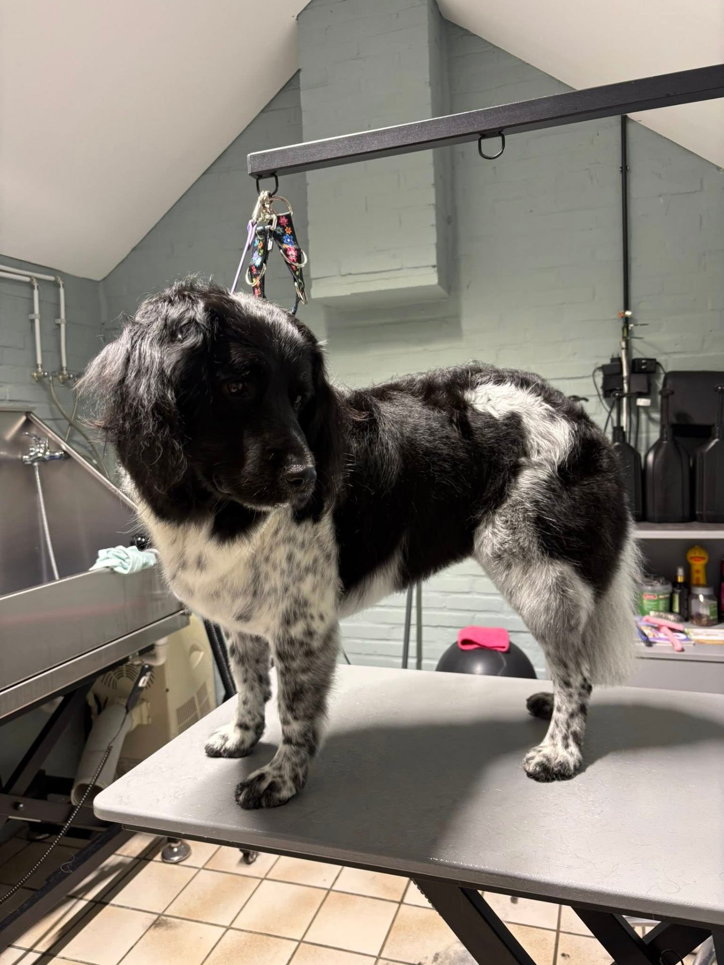 Juno op de trimtafel