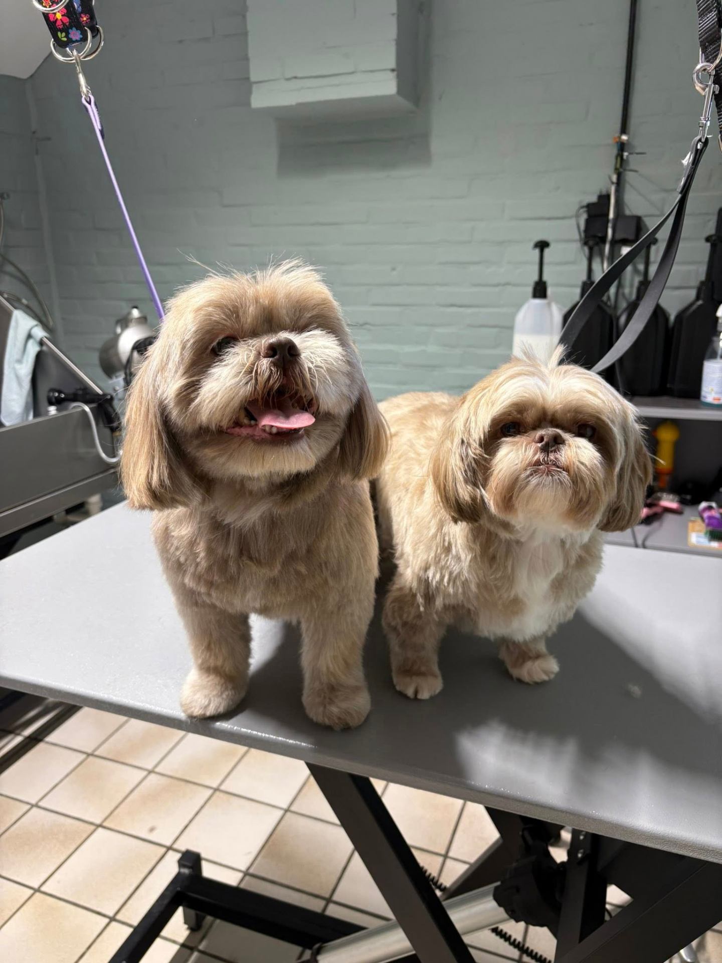 Bubbels en Balou samen na het trimmen