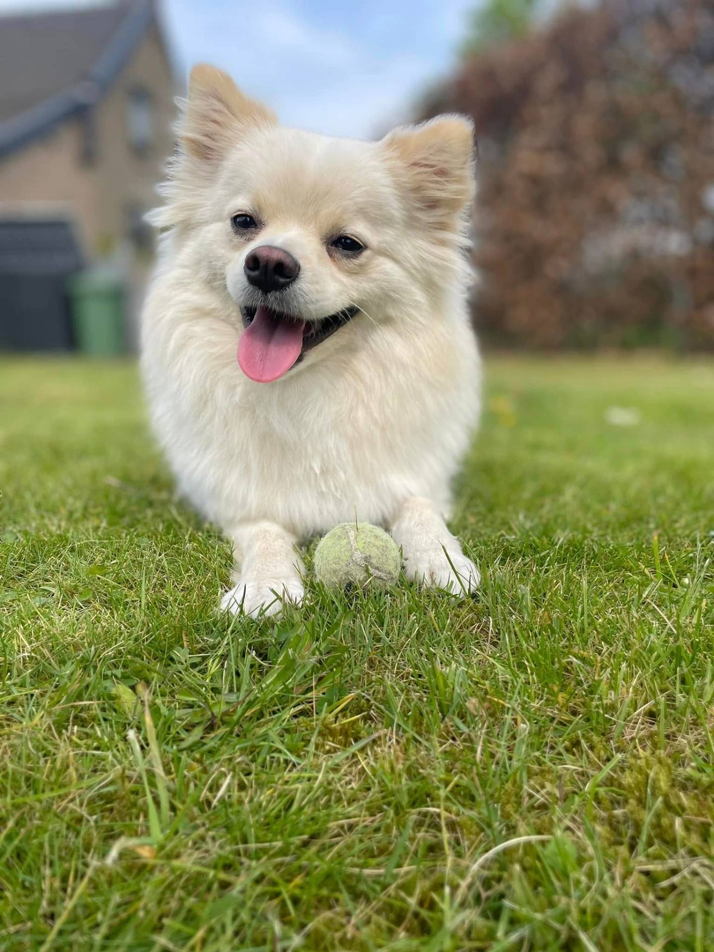 Hond wordt liefdevol geborsteld bij Mell's Trimsalon